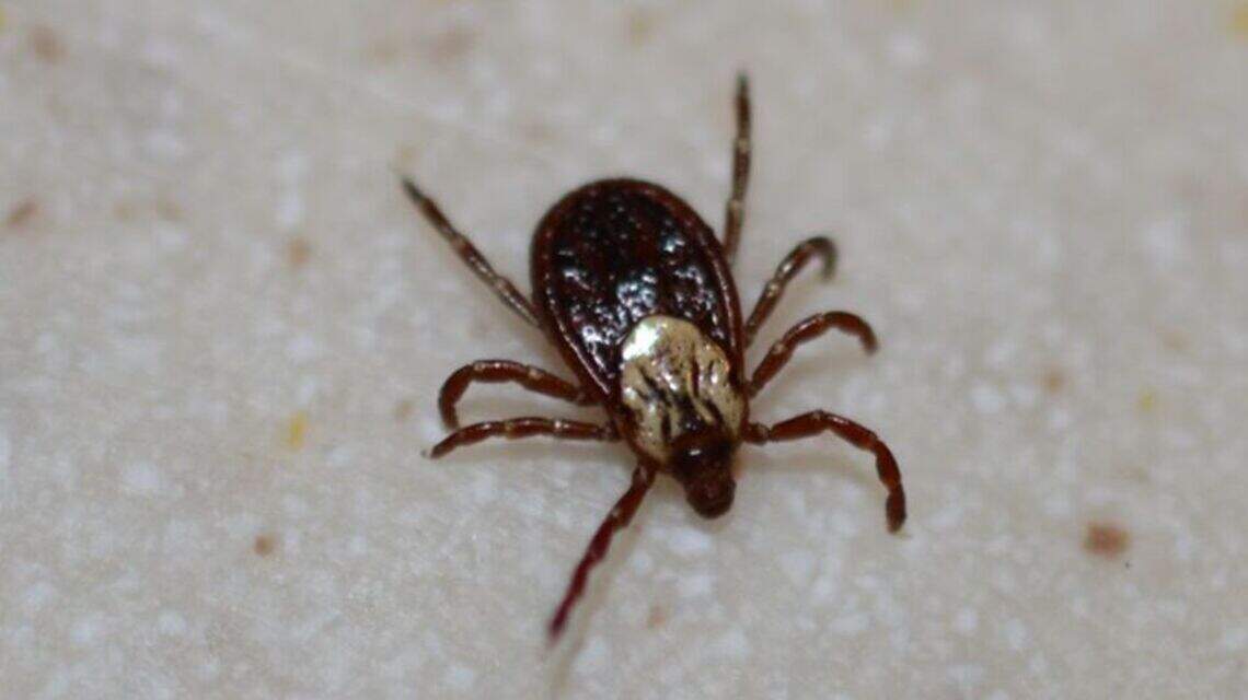 Ticks are showing up earlier this year. Here's how to protect yourself.