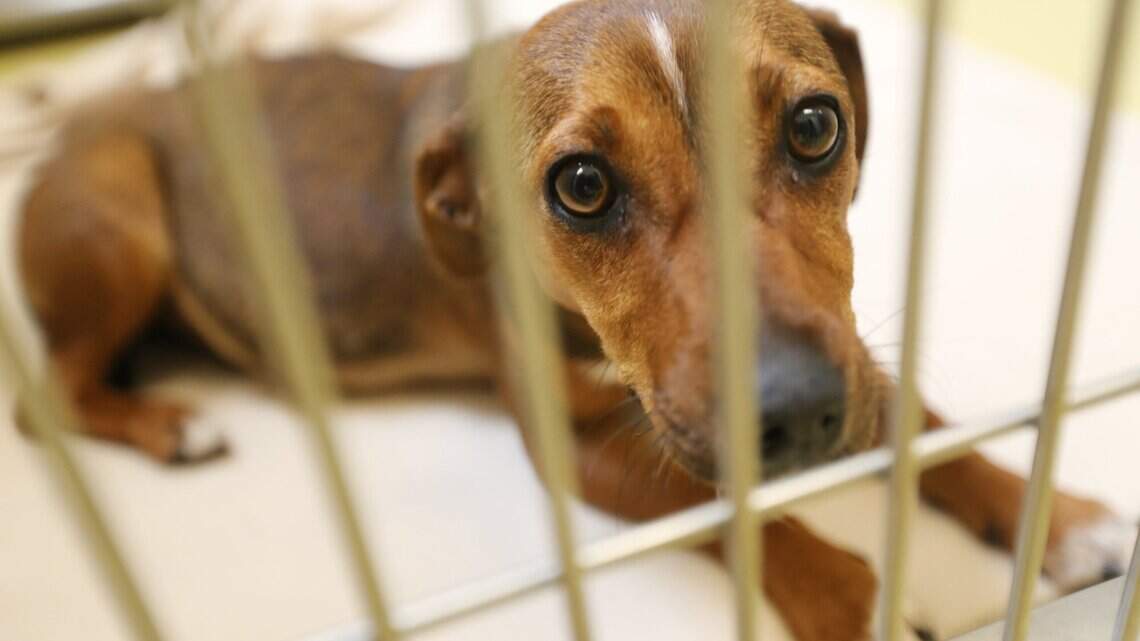 Wichita board to hear debate on breeder ban for pet stores selling cats and dogs