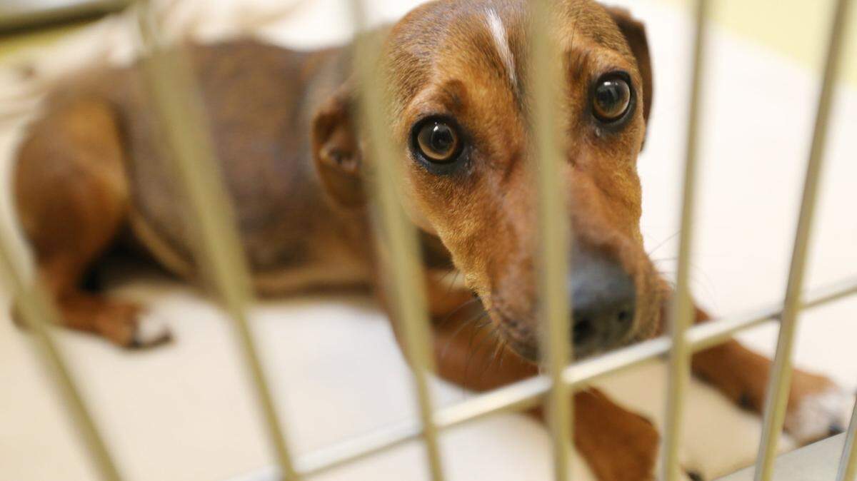 A small dog at the Wichita Animal Shelter in 2014. The Kansas Humane Society and Wichita Animal Shelter are at maximum capacity.