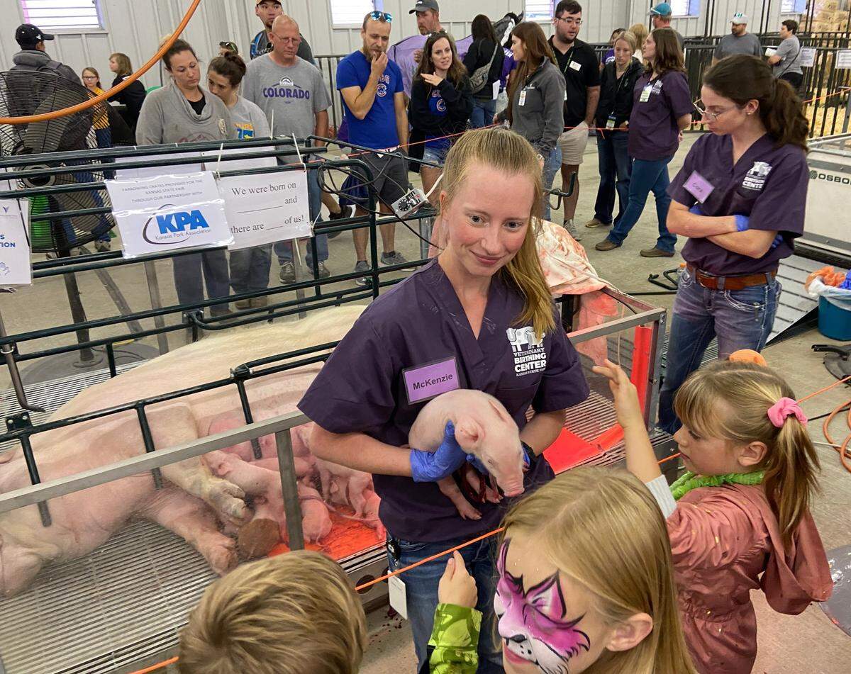 The birthing barn is a popular feature at the Kansas State Fair.