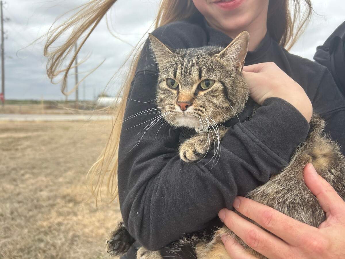 Piper the tabby cat, winner of The Wichita Eagle’s cutest cat contest, lives in her family’s garage but still gets plenty of outings.