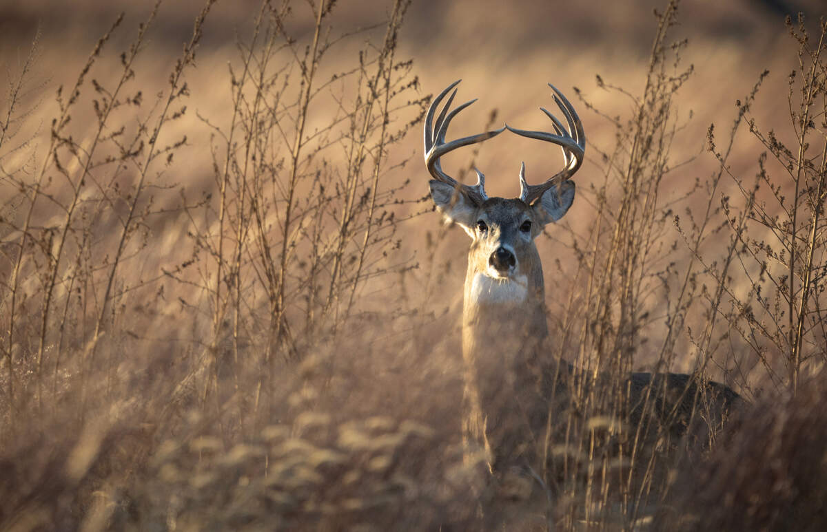 A whitetail buck just before sunset at the Quivira National Wildlife Refuge in Stafford County.