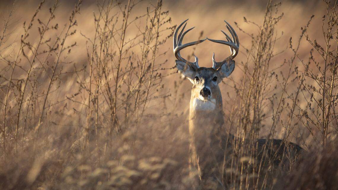 I had a (long) shot at a buck and didn’t take it. Here’s why I don’t regret it