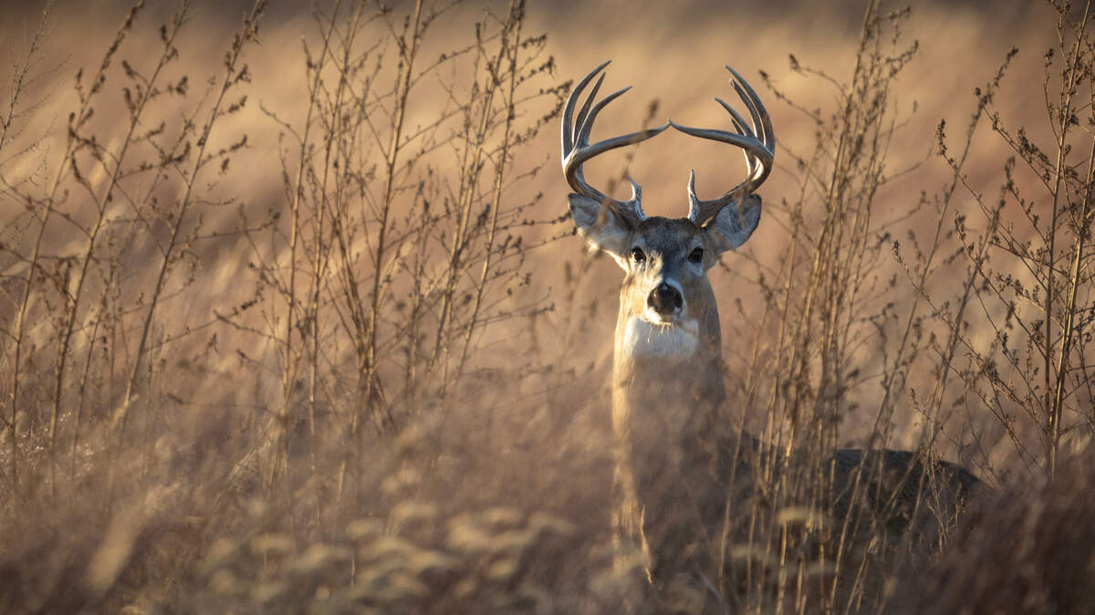 A whitetail buck at just before sunset at the Quivira National Wildlife Refuge in Stafford County.