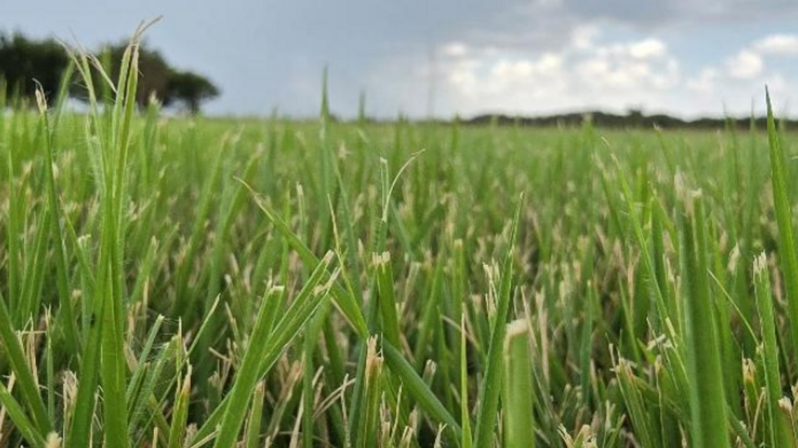 An expert’s guide to fall lawn care in Kansas: ‘The most important time of year’