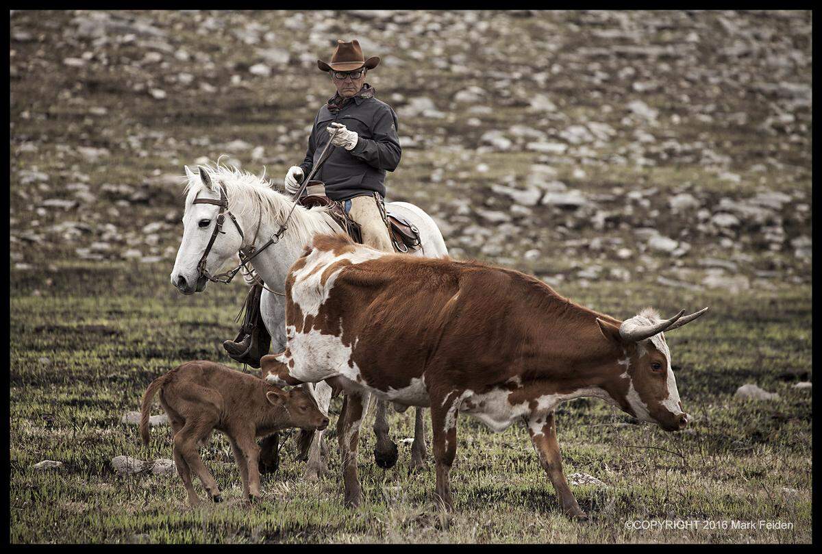 Jim Hoy watching a calf and cow in 2016.