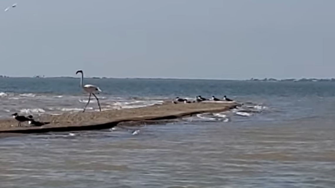This flamingo escaped from a Wichita, Kansas, zoo in 2005 before it was spotted in Texas on March 10, nearly 17 years later, Texas Parks and Wildlife officials say.