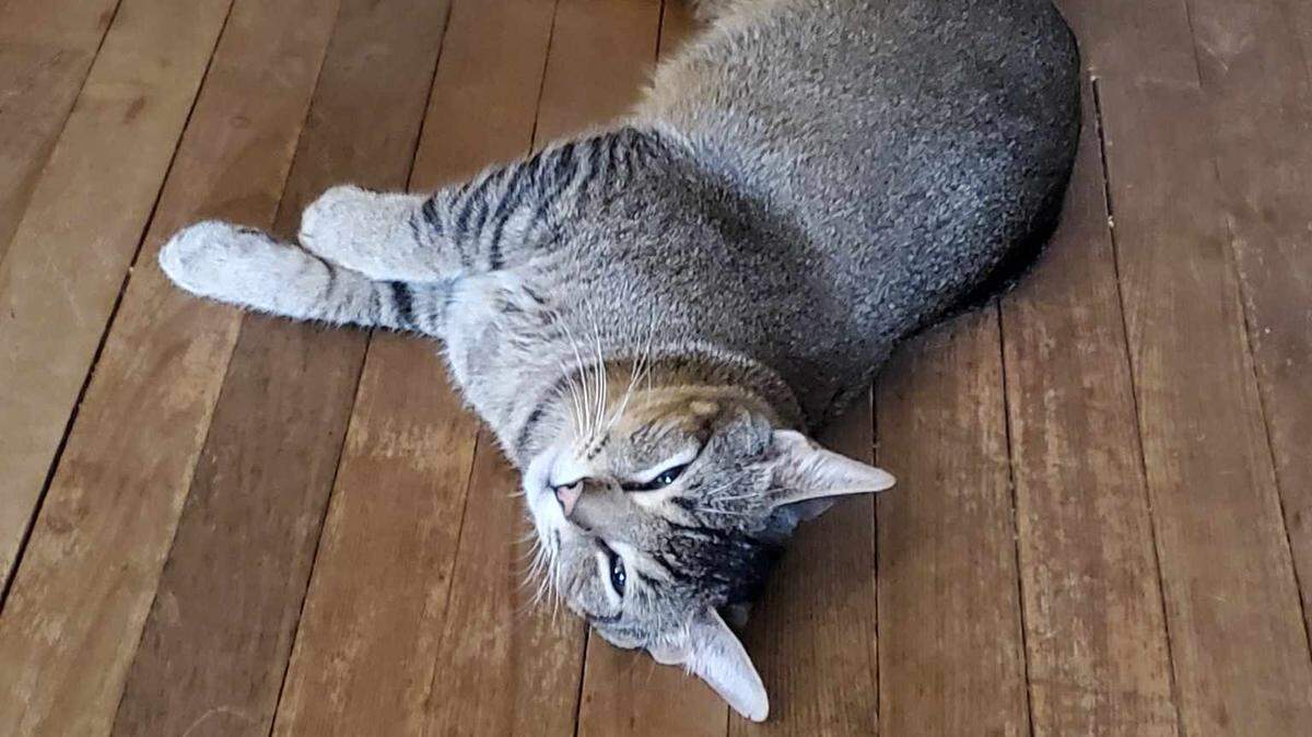 Walter the cat helped turn Christina Duncan from a dog person into a crazy cat lady. Now, she and a couple of friends are planning to open Wichita’s first cat cafe: Cafe Purrfict.