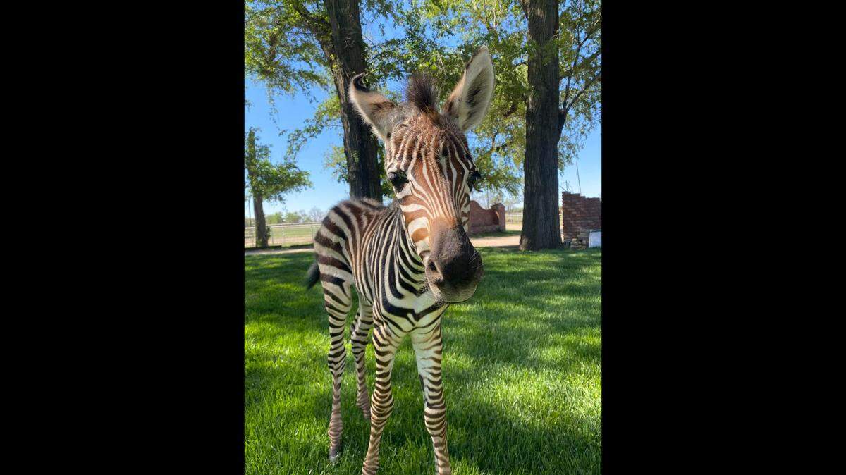 Hedricks Exotic Animal Farm in Nickerson is putting on its springtime Baby Animal Festival on Saturday.