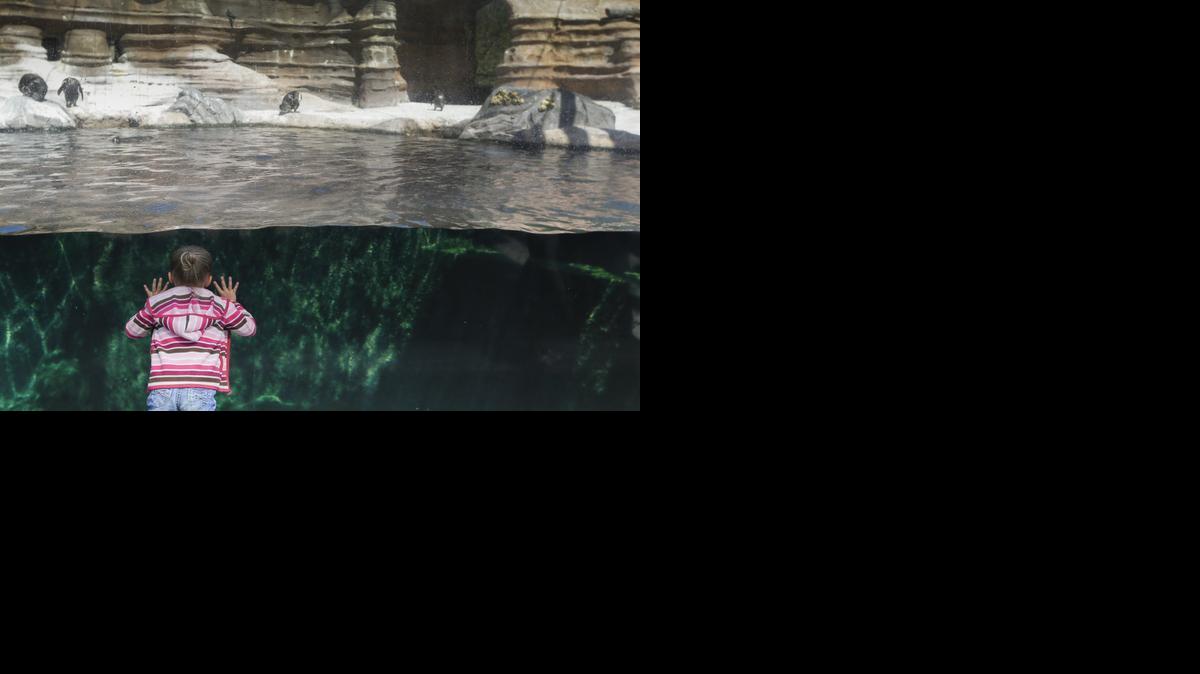 A visitor to the Cessna Penguin Cove at Sedgwick County Zoo looks for penguins underwater on Saturday. The zoo celebrated World Penguin Day on Saturday. Displays were set up and zookeepers were on hand to answer questions about penguins.

