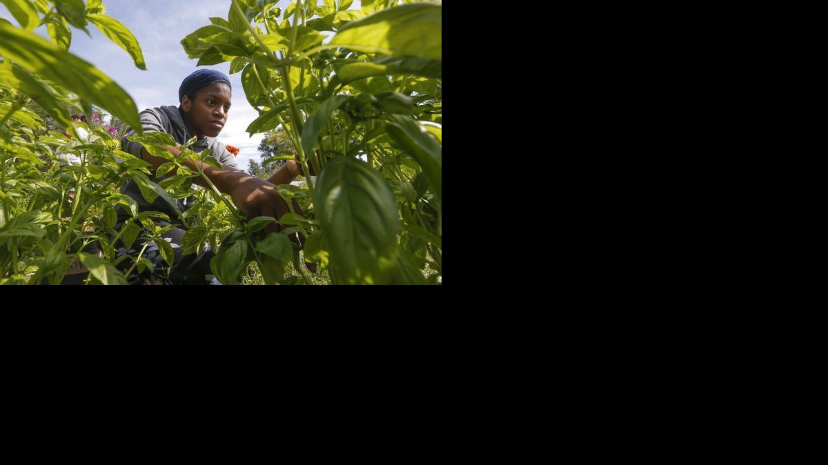 Keosha Fletcher picks basil for making pesto at Legacy GardenWorks on Tuesday. The garden gives at-risk youth a job and teaches them how to grow healthy food. 

