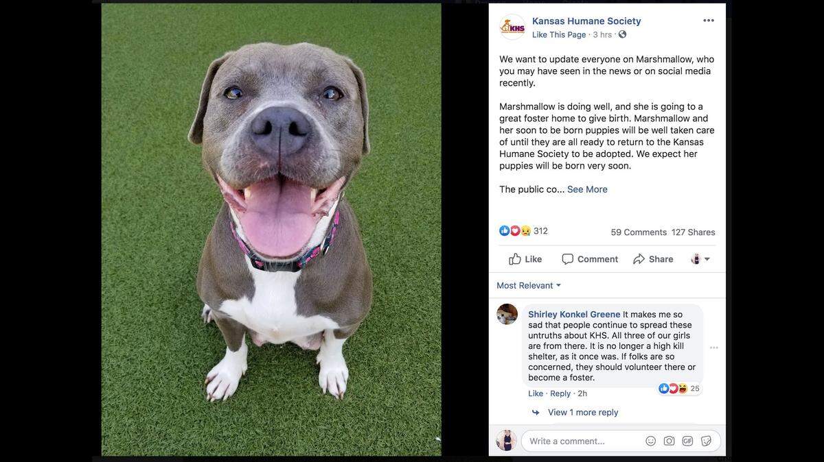 Marshmallow, a pregnant pitbull, will give birth to her puppies in a foster home, the Kansas Humane Society says.