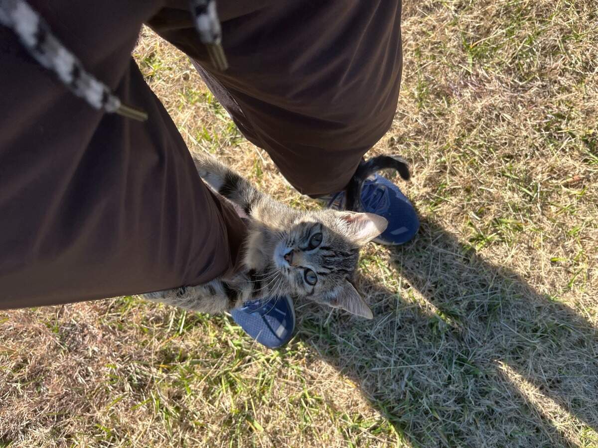 Piper the tabby cat was just a kitten the day Greg Kalkwarf found her while running on a rural Sedgwick County road.