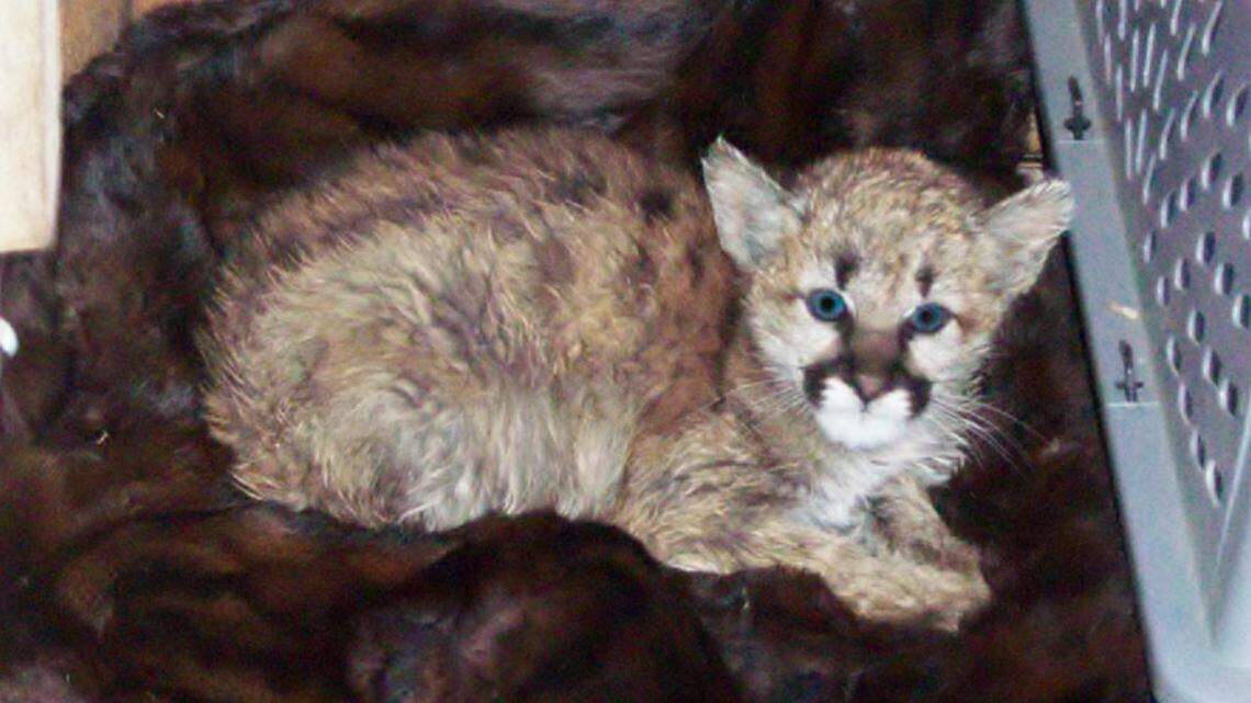 People in Colorado brought a baby mountain lion inside to let it “thaw out” and eat bratwurst after they found it in the snow, Colorado Parks and Wildlife said in a release.