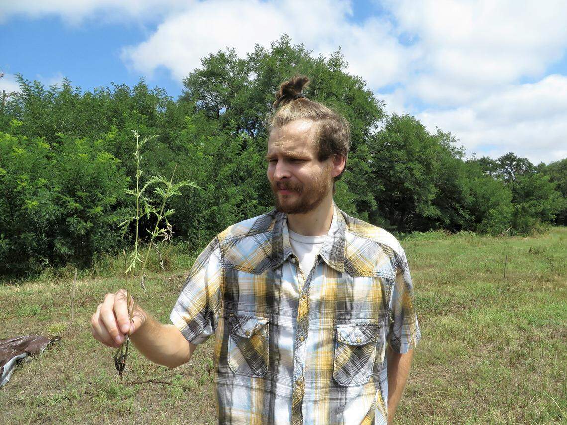 Tanner Wycoff holds a sprig of burr ragweed, the plant that led to the city of Stafford destroying much of Birdhouse Farm and got Wycoff charged with assault for trying to protect the property.