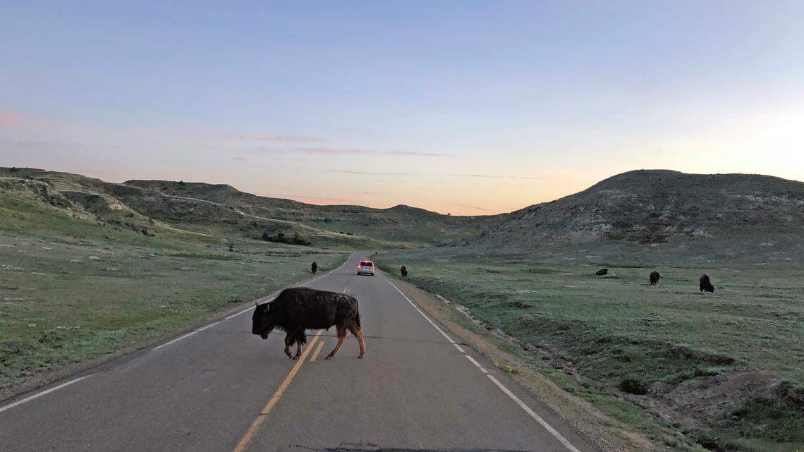 A bison blocks the road at the North Dakota Theodore Roosevelt National Park.