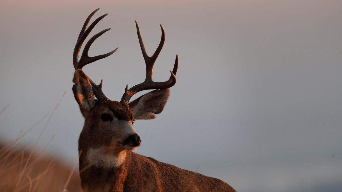 A hunter killed a buck (not the one pictured) with an odd lump on its face, Texas photos show. It turned out to be a three-eyed deer.