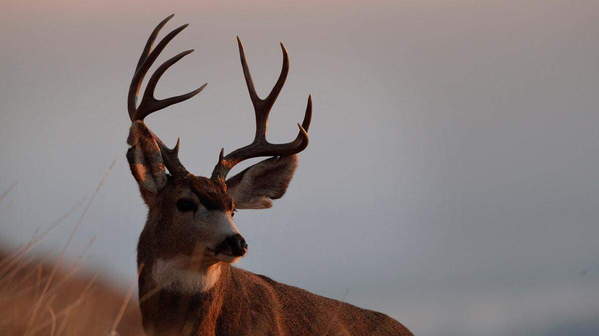 A hunter killed a buck (not the one pictured) with an odd lump on its face, Texas photos show. It turned out to be a three-eyed deer.