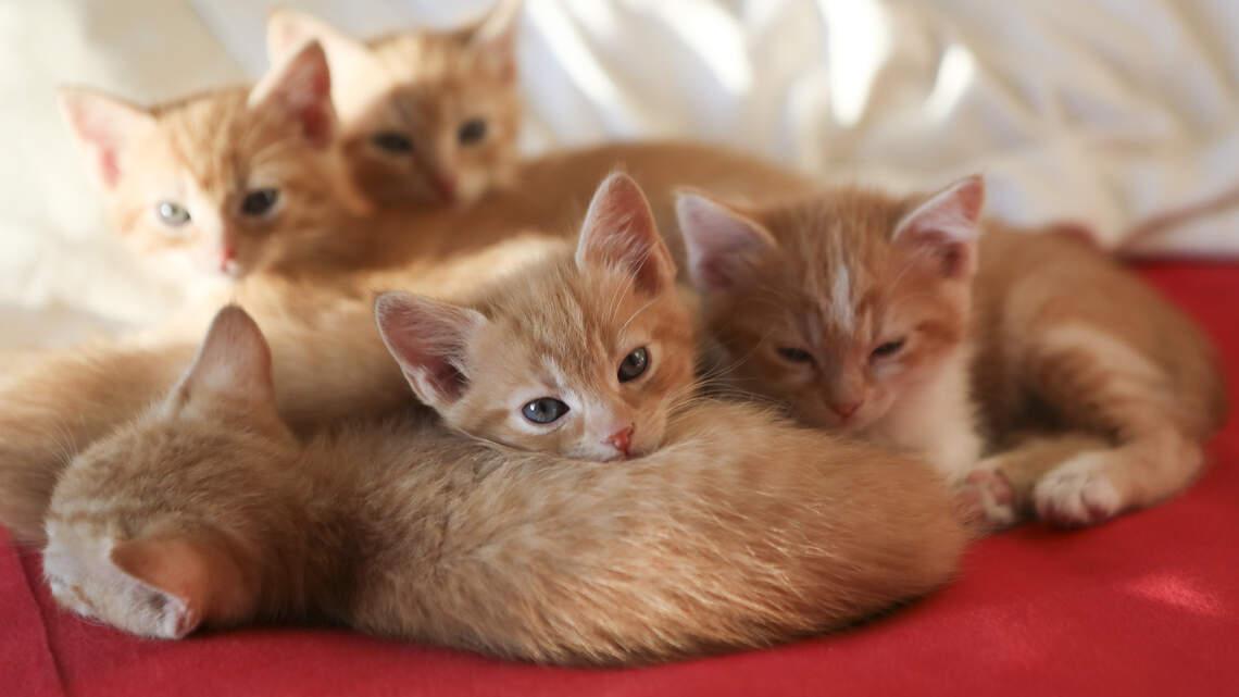 Kansas Humane Society temporarily closes to public