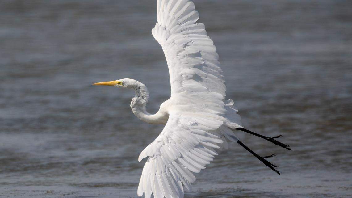 Egrets can invade Fort Worth area neighborhoods by the hundreds to nest.
