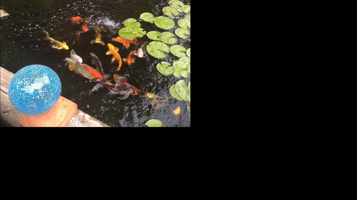 Fish come to the surface at a visitor’s steps, looking for food, at Bill and DeAun Johnson’s water garden.

