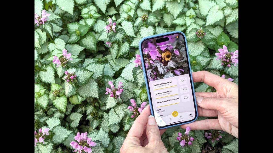 The BeeMachine app identifies a bee visiting a suburban flower garden in Lawrence as a two-spotted bumblebee. The app uses artificial intelligence to distinguish among species, some of which are very difficult to tell apart.