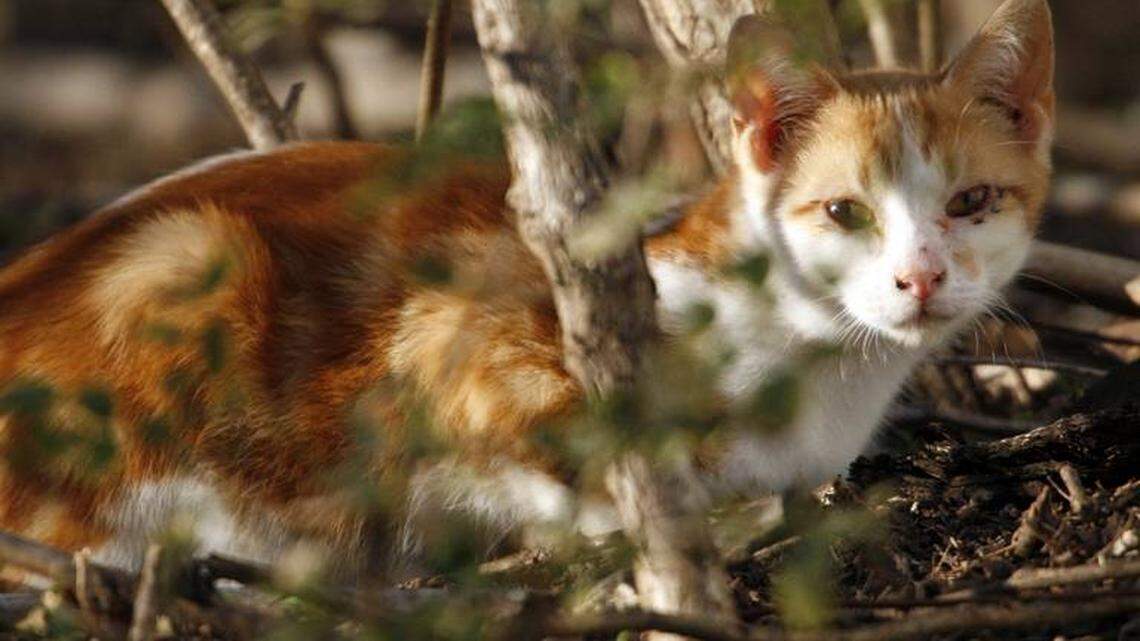 A feral cat peeks out of the brush.