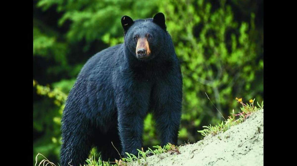 File photo of a black bear similar to one that was euthanized Friday after it was hit by a vehicle in eastern Kansas