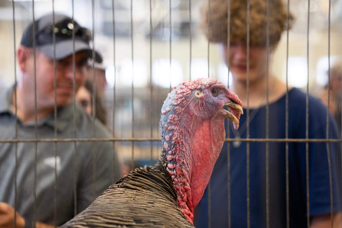 A blue ribbon winning turkey on display at the 2023 Kansas State Fair on Sunday. The fair runs through Sept. 17. Gate admission is $10 for adults, $6 for children ages 6-12 and for seniors 60 and over, $4 for military members with ID. Tickets are available at the gate, at Dillons stores and at www.kansasstatefair.com