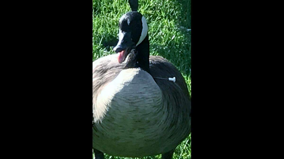 This Canada goose was found with a blow dart hanging in its neck at Kissing Camels Golf Course in Colorado Springs. It is one of many wildlife animals that have been targeted and harassed with darts.