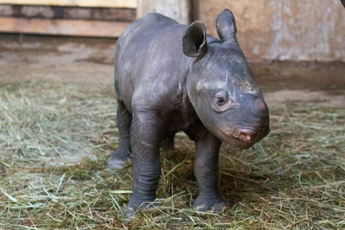 When KJ the rhino was born at the Sedgwick County Zoo on March 1, he weighed about 50 pounds. In the next several years, he could grow to 3,500 pounds.