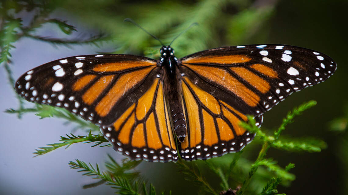 Losing crucial Kansas habitat, federal agency to decide whether to protect Monarchs