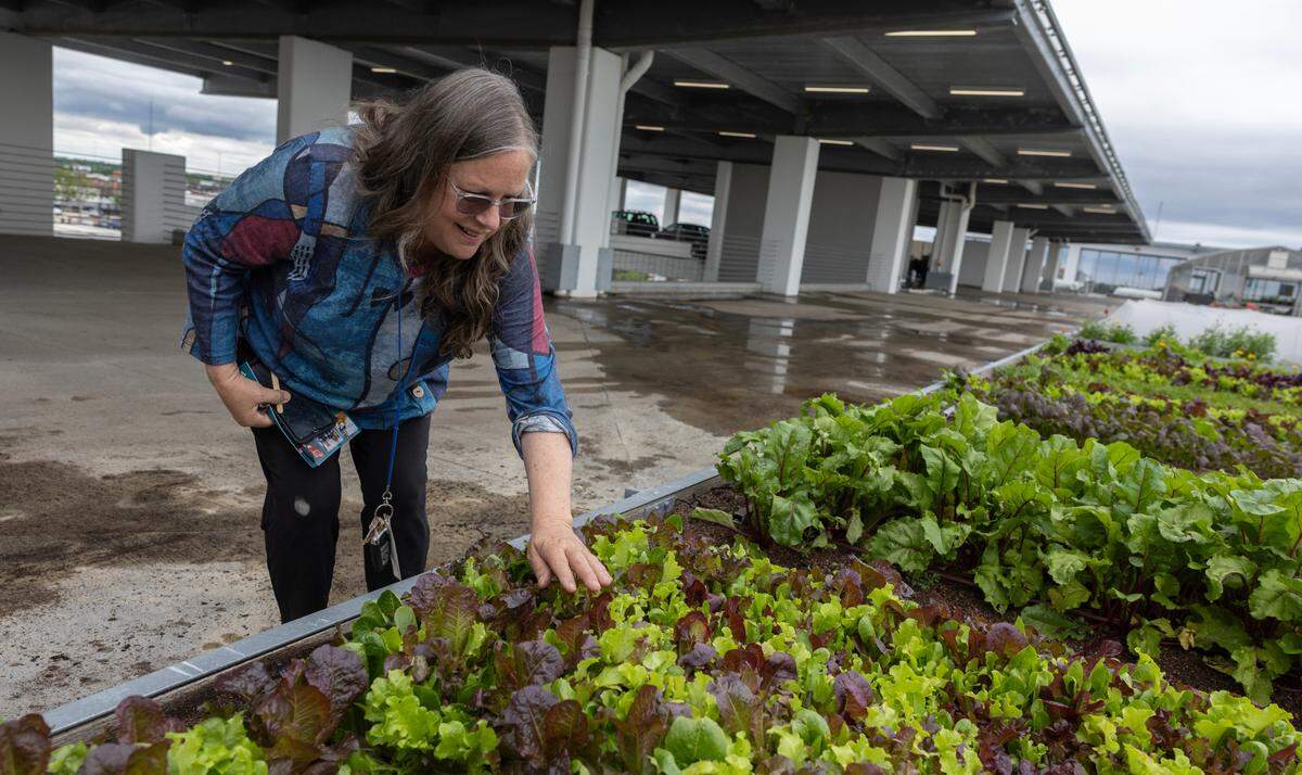 Leah Dannar-Garcia, owner of Rise Farms on the Fidelity Bank parking garage rooftop, has retired, and the farm is closed. She’s pictured tending to lettuce on the farm in May.