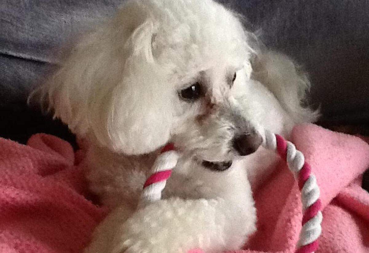 Abi was named the cutest dog in Wichita by Wichita Eagle voters.
