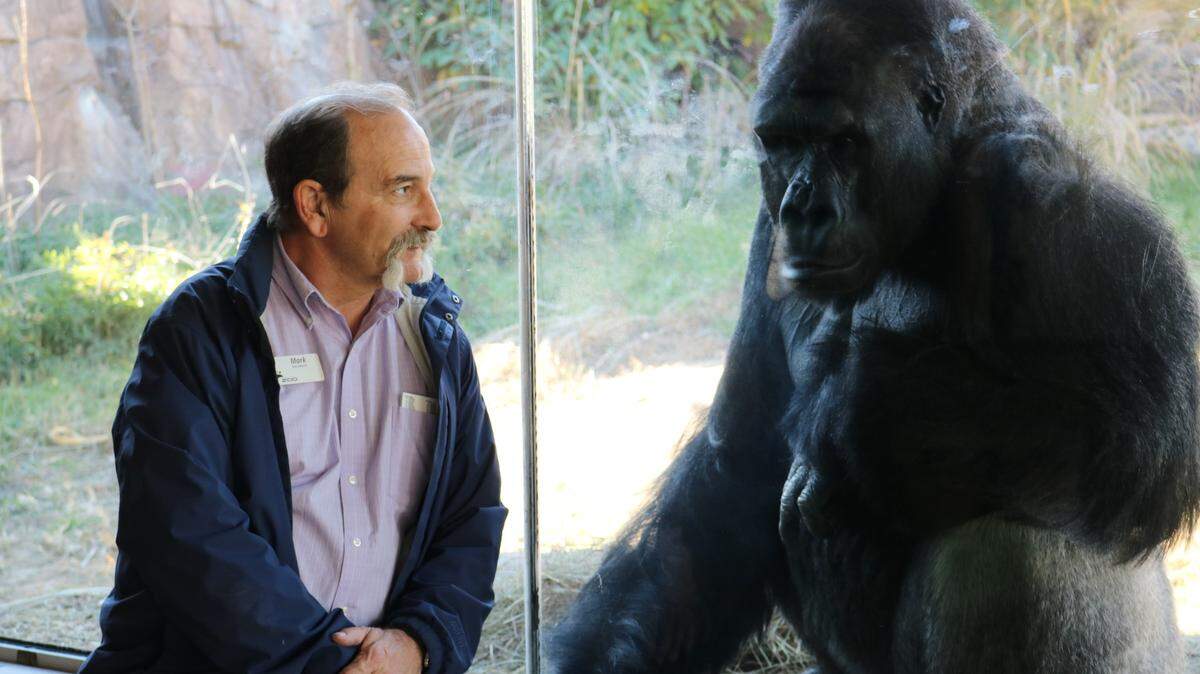 Longtime Sedgwick County Zoo executive director Mark Reed was known as much for his ever-present enthusiasm as for his deep love of animals, including Matt, the gorilla he’s shown visiting here.