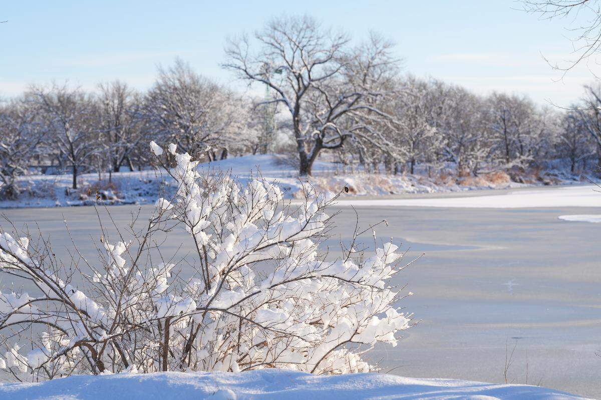 The trees at Sedgwick County Park are covered in snow and the roads in the park are clear. About six inches of snow fell on Wichita late Thursday evening.
