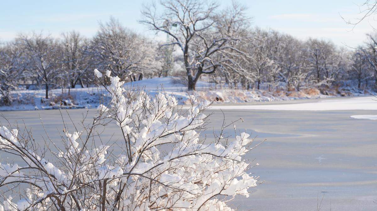 The trees at Sedgwick County Park are covered in snow and the roads in the park are clear. About six inches of snow fell on Wichita late Thursday evening.