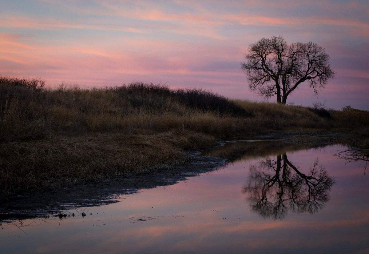 A tree is reflected in the waters of Rattlesnake Creek during sunset at the Quivira National Wildlife Refuge in Stafford County.