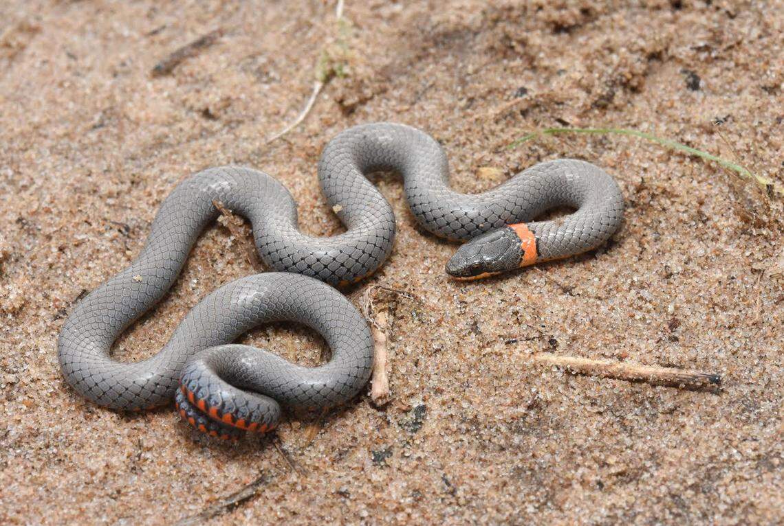 The ring-necked snake.