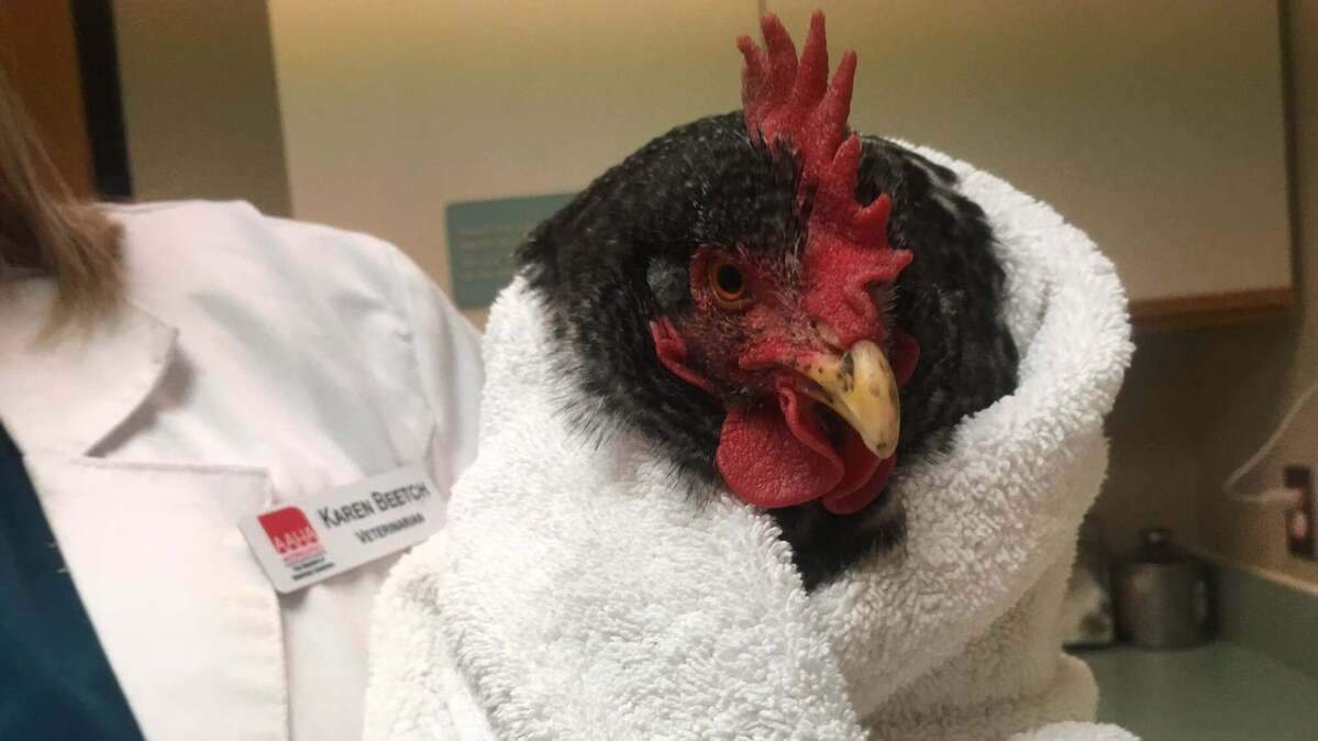 Our sweet Pepper treated a trip to the Indian Hills Animal Clinic like it was a day spa, as my husband wrote in her obituary. Yes, you, too, will be writing chicken obits if you venture into backyard chicken farming.