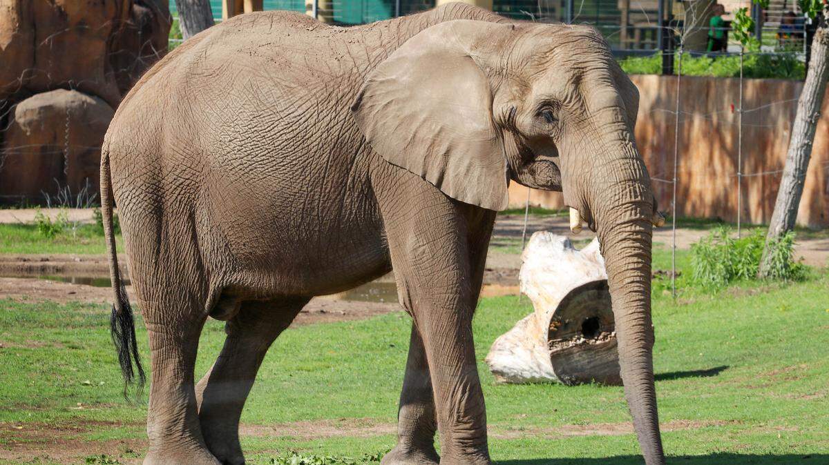 Ajani, a 17-year-old male elephant, made his first appearance at the Sedgwick County Zoo on Friday. Ajani joined the zoo's herd earlier this month.