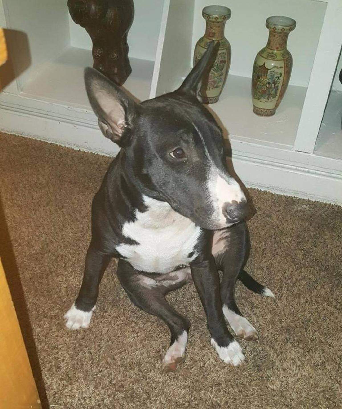 Chevy is the mixed-breed dog that was shot at in December by a Wichita police officer. Fragments from a bullet injured a young girl inside the house where the shooting occurred. Wichita police are receiving training over the next several weeks on how to deal with aggressive dogs.