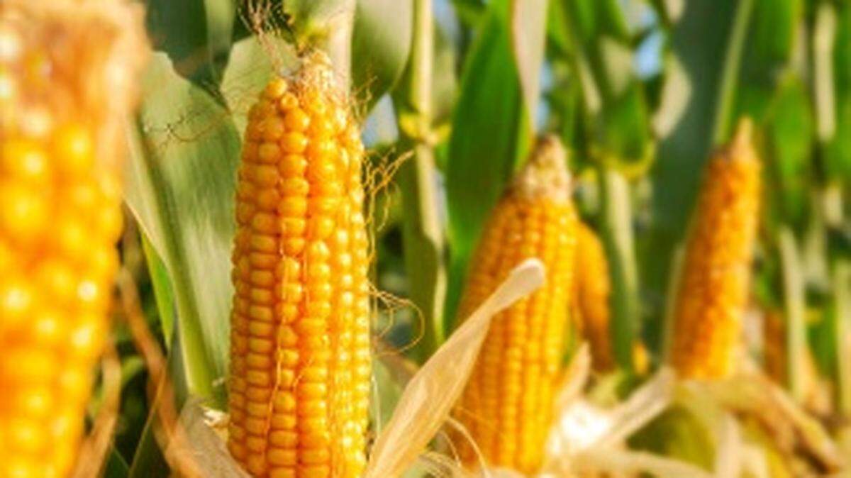 If you’ve been craving some sweet corn on the cob this summer, you’ll have a chance to harvest your own next week and help the community by doing it.