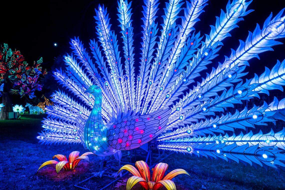 The annual Asian lantern festival Wild Lights returns to the Sedgwick County Zoo on Wednesday.