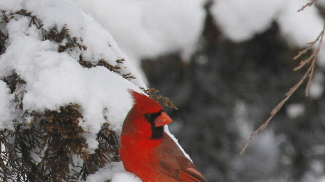 Can you spot this erratic bird during this weekend’s annual backyard bird watch?