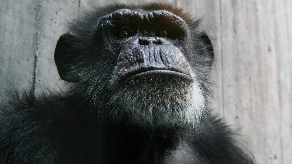 Many zoo animals have become Wichita celebs over the years. Here are the most beloved