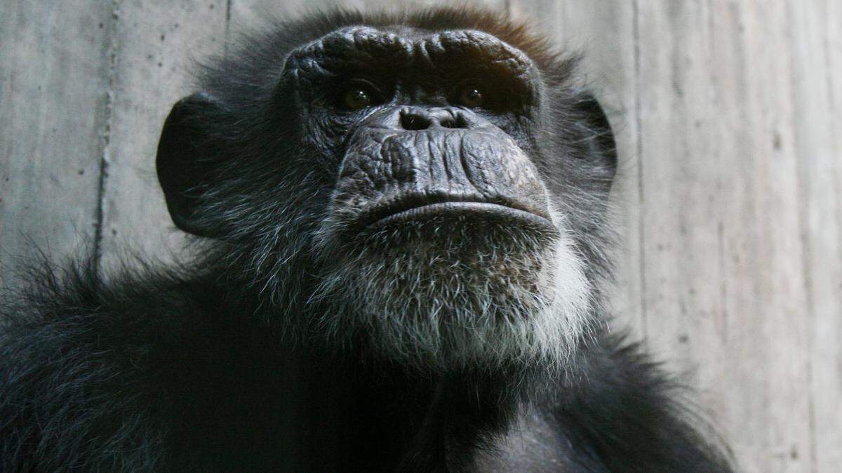 Marbles the Chimpanzee was one of the first exotic animals to come to the Sedgwick County Zoo on August 9, 1972. This weekend the zoo will dedicate a climbable sculpture in his likeness as part of the zoo’s 35 year birthday celebration. Photo by Jaime Oppenheimer/The Wichita Eagle