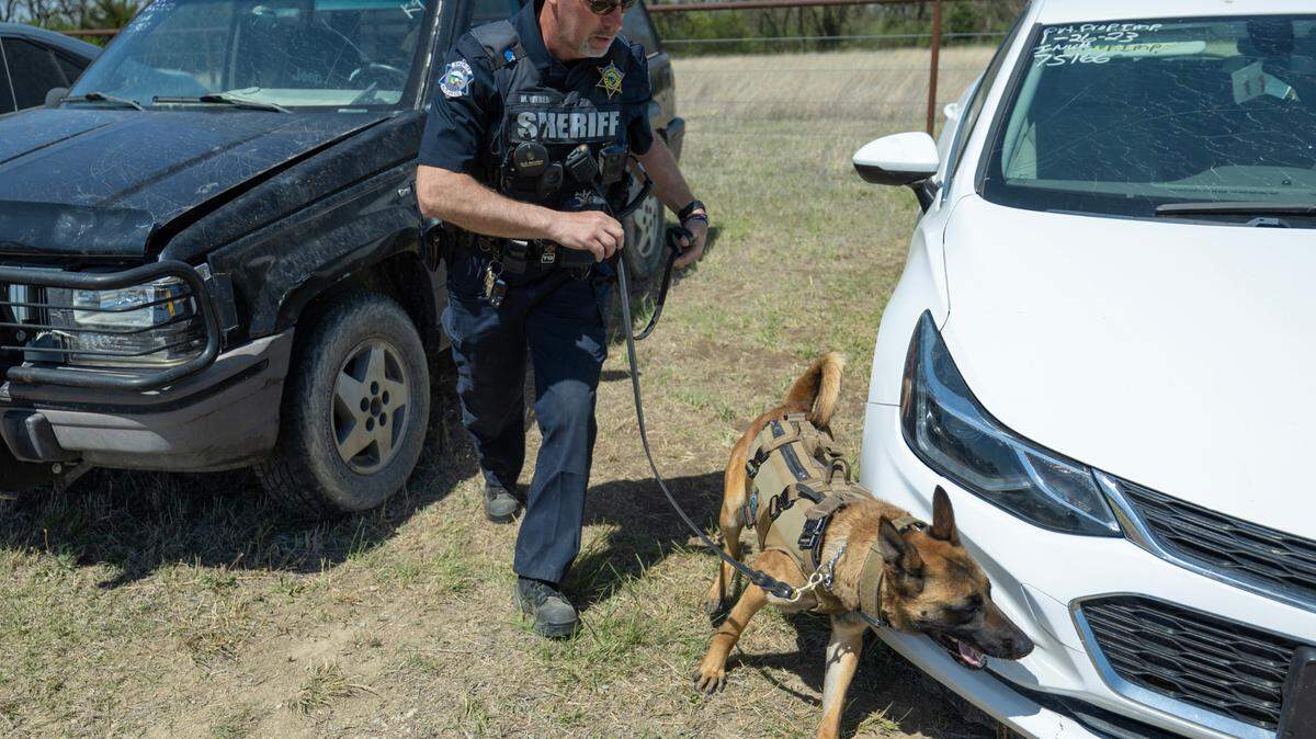 Butler County Sheriff deputy Chip Weber follows his K-9 Lego as she searches for a single stash of drugs among five parked cars during the 25th annual Kansas Police Dogs Association re-certification conference in Andover this week. Roughly 37 K-9 officer units from various Kansas law enforcement agencies are attending.
