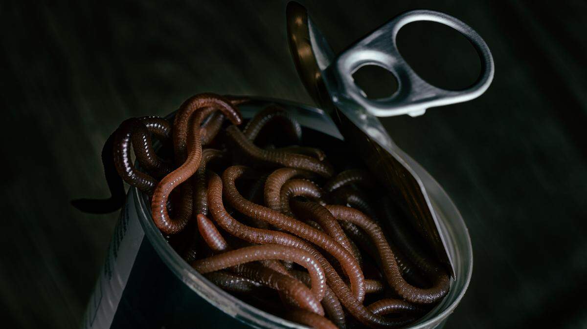 Dramatic low key studio photograph depicting an open can of worms.