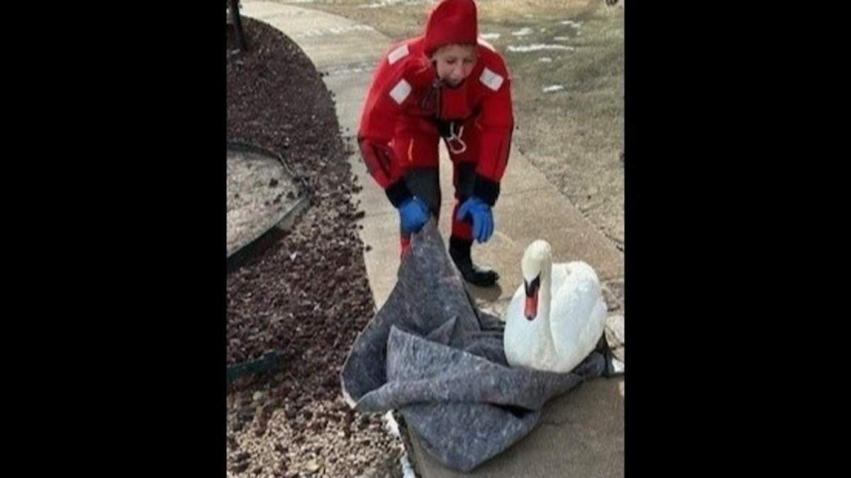 Firefighters rescued this swan from the middle of an icy pond Friday morning in north Wichita.